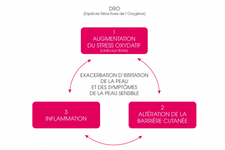 Schéma stress oxydatif