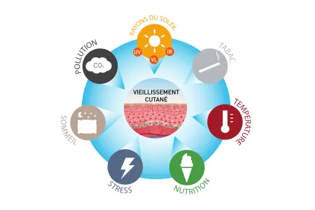 Schéma du vieillissement de la peau